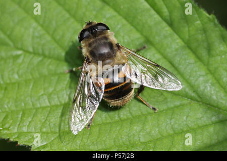 Eristalis tenax femelle Fly Drone Banque D'Images