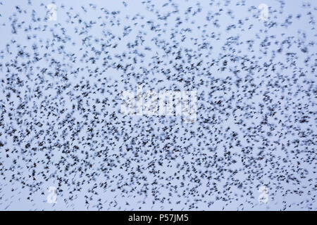 Murmuration massive de flock Étourneau sansonnet Sturnus vulgaris battant au perchoir ensemble Banque D'Images
