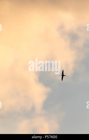 Swift Apus apus commun unique en silhouette voler contre Ciel et nuages moody Banque D'Images