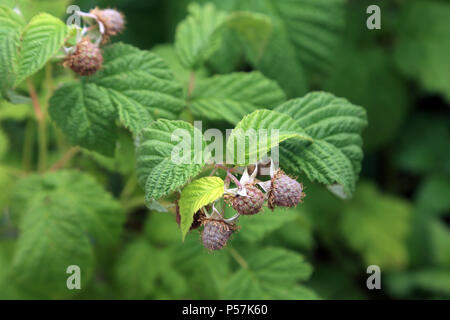 Framboises pas mûres poussant sur un buisson dans un jardin, Brabourne Lees, Kent, Angleterre Banque D'Images