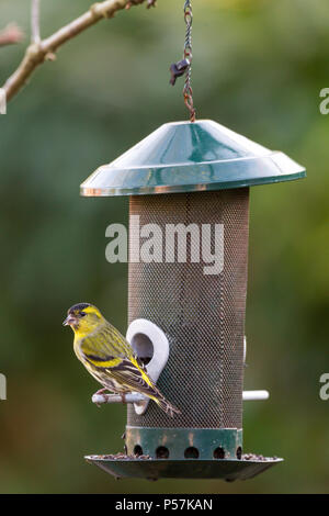 Tarin des aulnes Spinus spinus eurasienne mâle de manger les graines d'une mangeoire dans un jardin urbain Banque D'Images