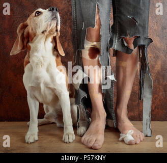 Beagle mignon et son propriétaire en pantalon déchiré et mordu les pieds. Image conceptuelle sur le thème de l'éducation des animaux. Banque D'Images