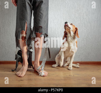 Beagle mignon et son propriétaire en pantalon déchiré et mordu les pieds. Image conceptuelle sur le thème de l'éducation des animaux. Banque D'Images