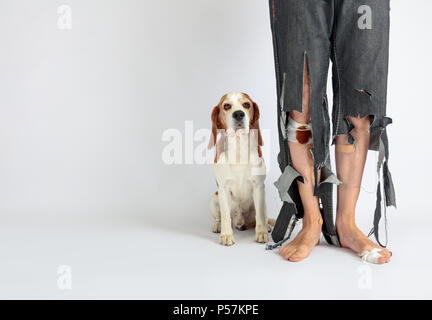 Beagle mignon et son propriétaire en pantalon déchiré et mordu les pieds. Image conceptuelle sur le thème de l'éducation des animaux. Banque D'Images