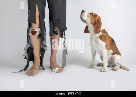 Beagle mignon et son propriétaire en pantalon déchiré et mordu les pieds. Image conceptuelle sur le thème de l'éducation des animaux. Banque D'Images