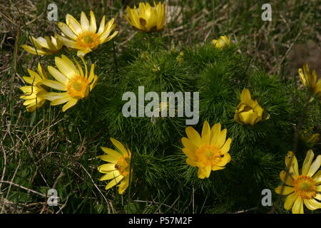 Adonis vernalis (œil de faisan jaune) fleurit dans les montagnes roumaines Banque D'Images