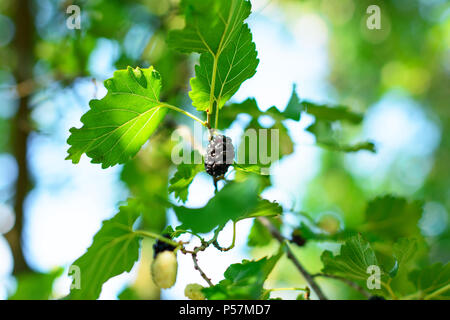 Murier noir mûrs (morus nigra) fruit parmi un feuillage d'une plante, baigné de soleil. Un beau bokeh est visible dans l'arrière-plan. Banque D'Images