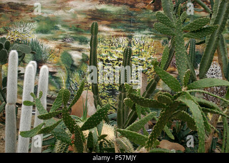 Divers cactus dans la maison verte Banque D'Images