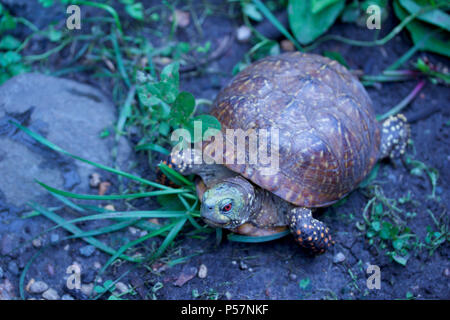 Vue rapprochée d'un homme fort de l'ouest tortue ornée avec des yeux rouges et de shell colorés dans un environnement protégé l'habitat d'accueil Banque D'Images