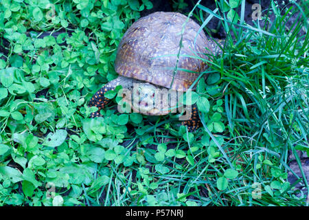 Vue rapprochée d'un homme fort de l'ouest tortue ornée avec des yeux rouges et de shell colorés dans un environnement protégé l'habitat d'accueil Banque D'Images