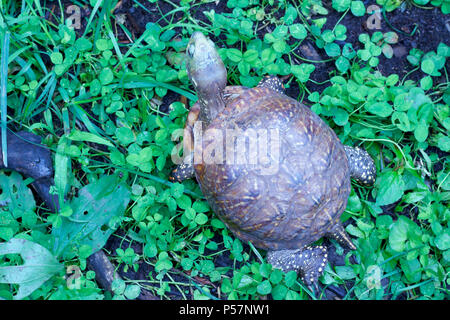 Vue rapprochée d'un homme fort de l'ouest tortue ornée avec des yeux rouges et de shell colorés dans un environnement protégé l'habitat d'accueil Banque D'Images