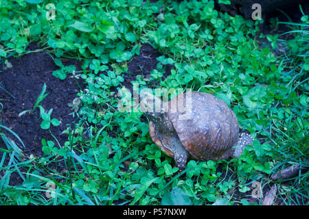 Vue rapprochée d'un homme fort de l'ouest tortue ornée avec des yeux rouges et de shell colorés dans un environnement protégé l'habitat d'accueil Banque D'Images