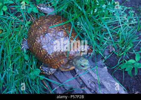 Vue rapprochée d'un homme fort de l'ouest tortue ornée avec des yeux rouges et de shell colorés dans un environnement protégé l'habitat d'accueil Banque D'Images