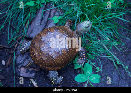 Vue rapprochée d'un homme fort de l'ouest tortue ornée avec des yeux rouges et de shell colorés dans un environnement protégé l'habitat d'accueil Banque D'Images