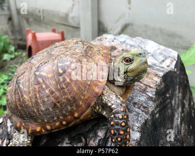 Vue rapprochée d'un homme fort de l'ouest tortue ornée avec des yeux rouges et de shell colorés dans un environnement protégé l'habitat d'accueil Banque D'Images