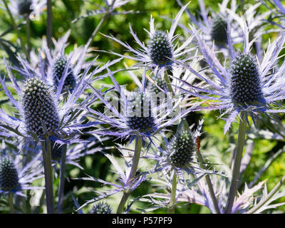 Feuillage bleu pétard et capitules de la floraison au début de l'été, Holly mer Eryngium x 'zabelii' Ultra Forncett Banque D'Images