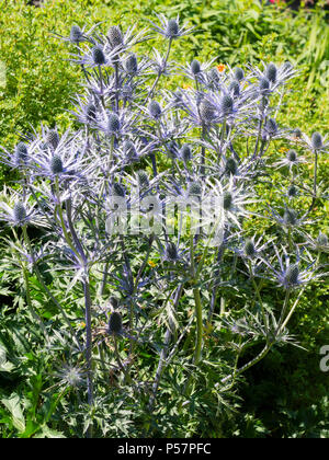 Feuillage bleu pétard et capitules de la floraison au début de l'été, Holly mer Eryngium x 'zabelii' Ultra Forncett Banque D'Images