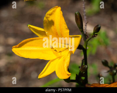 Fleurs jaune foncé de la floraison parfumée, au milieu de l'été, l'hémérocalle Hemerocallis 'Golden Chimes' Banque D'Images