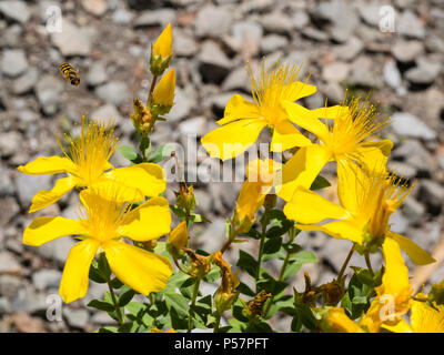 Étamines longues et pétales jaune vif de l'hardy, nain, sous-arbrisseau, Mont Olympe St John's wort, Hypericum olympicum Banque D'Images