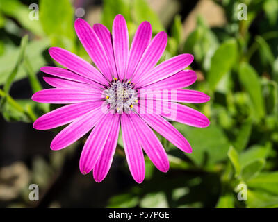 Seule fleur du soleil vivace aimant cape daisy Osteospermum 'Tresco Purple' Banque D'Images