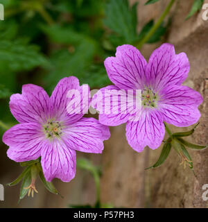 Deux Géranium magnificum purple fleurs géranium sanguin libre Banque D'Images