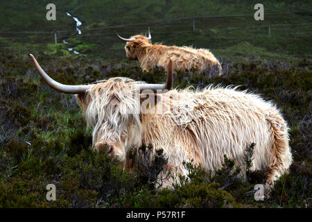 Les vaches Highland Ile de Skye, Ecosse Banque D'Images