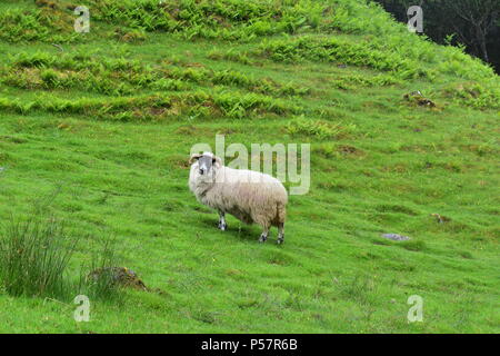 Un bélier dans les highlands d'Écosse à la Fairy Glen sur l'île de Skye. Banque D'Images