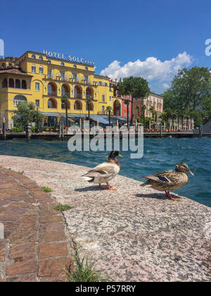 Riva del Garda, Italie - 25 mai 2017 : Bord de mer avec deux canards et Hôtel Sole en arrière-plan sur rive nord du lac de Garde sur une journée ensoleillée en spr Banque D'Images