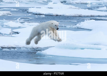 Le saut de l'ours polaire entre des blocs de glace Banque D'Images