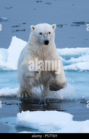 Le saut de l'ours polaire au-dessus de l'eau Banque D'Images