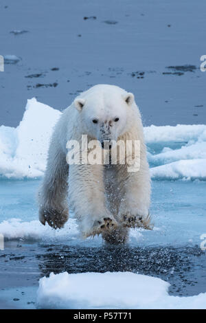 L'ours polaire sautant au-dessus de l'eau Banque D'Images