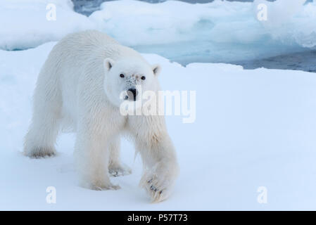 Polar Bear walking towards camera Banque D'Images