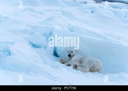 L'ours polaire sur la glace au repos Banque D'Images