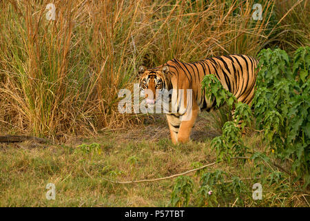 Tigre du Bengale femelle agressive contre la prairie camouflé en attente d'alerte permanent pour chasser sa proie par une belle journée ensoleillée dans l'Été Indien Banque D'Images