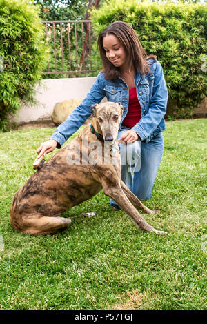 Girl brushing Greyhound chien avec collier de chez Monsieur © Myrleen Pearson. Ferguson Cate Banque D'Images