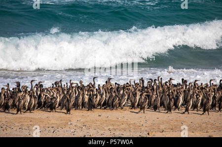 Oiseaux cormoran sur une plage de Jomtien en Oman, près de leur lieu de nidification Banque D'Images