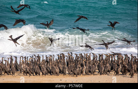 Oiseaux cormoran sur une plage de Jomtien en Oman, près de leur lieu de nidification Banque D'Images