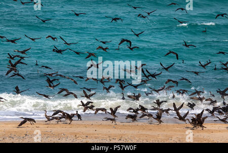 Oiseaux cormoran sur une plage de Jomtien en Oman, près de leur lieu de nidification Banque D'Images