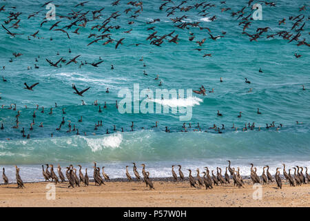 Oiseaux cormoran sur une plage de Jomtien en Oman, près de leur lieu de nidification Banque D'Images