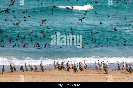 Oiseaux cormoran sur une plage de Jomtien en Oman, près de leur lieu de nidification Banque D'Images