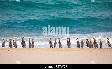 Oiseaux cormoran sur une plage de Jomtien en Oman, près de leur lieu de nidification Banque D'Images