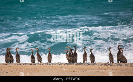 Oiseaux cormoran sur une plage de Jomtien en Oman, près de leur lieu de nidification Banque D'Images