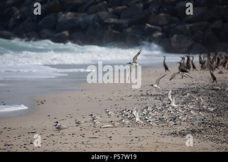 Oiseaux cormoran sur une plage de Jomtien en Oman, près de leur lieu de nidification Banque D'Images