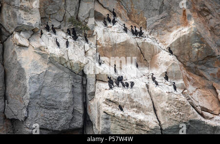 Oiseaux cormoran sur une falaise, en Oman, Musandam Banque D'Images