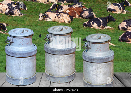 Les vaches laitières d'un pâturage sur les champs d'une ferme à l'avant-plan 3 bidons de lait. Banque D'Images