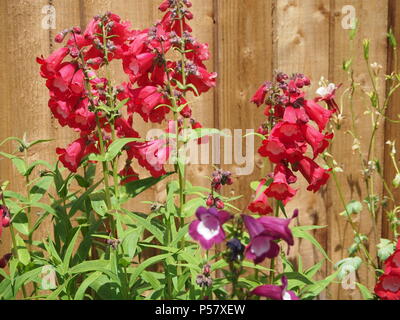 Rouge et blanc et violet et blanc penstemon fleurs dans le soleil Banque D'Images