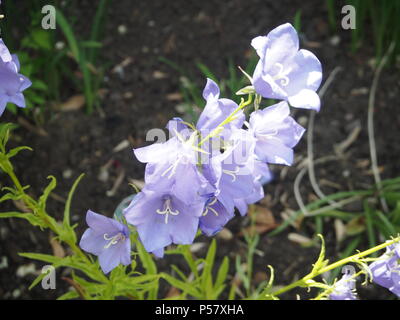 Campanule bleue fleurs complètement ouvertes au soleil Banque D'Images