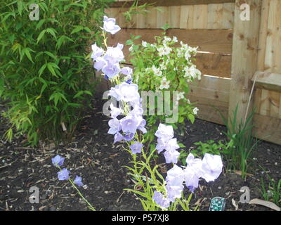 Campanule bleue fleurs complètement ouvertes au soleil Banque D'Images