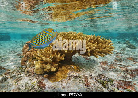 Avec un corail poissons tropicaux colorés ( bordée chirurgiens ) dans l'eau peu profonde, le lagon de Tahaa island, l'océan Pacifique, Polynésie Française Banque D'Images