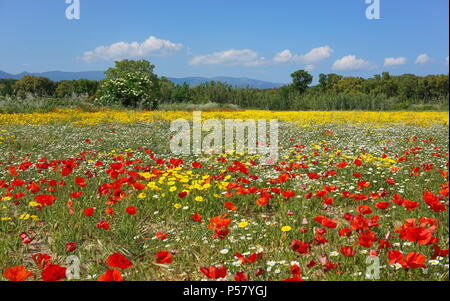 Champ de fleurs sauvages en Espagne de coquelicots, le maïs et le maïs marigold camomille, Alt Emporda, Gérone, Catalogne Banque D'Images